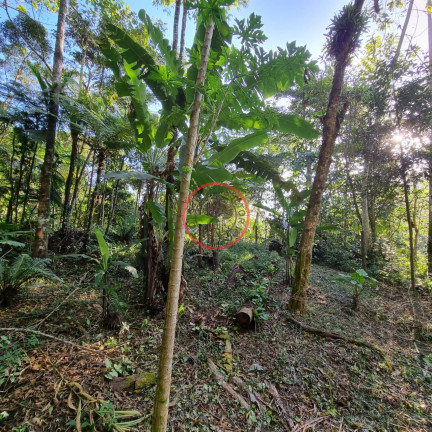 Imagem Terreno à Venda, 400 m² em Boiçucanga - São Sebastião Imagem Terreno à Venda, 400 m² em Boiçucanga - São Sebastião