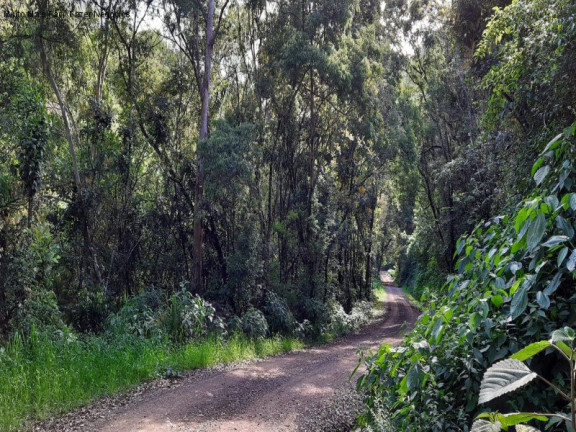 Imagem Terreno à Venda, 3 m² em São Jaco - Nova Petrópolis Imagem Terreno à Venda, 3 m² em São Jaco - Nova Petrópolis