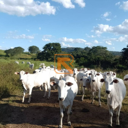 Imagem Fazenda à Venda, 92 m² em Go 319 - Aragoiânia Imagem Fazenda à Venda, 92 m² em Go 319 - Aragoiânia