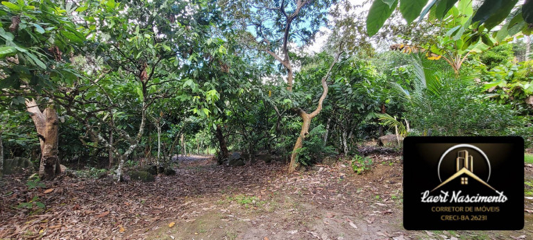 Imagem Fazenda à Venda, 8 m² em Zona Rural - Ubaitaba Imagem Fazenda à Venda, 8 m² em Zona Rural - Ubaitaba