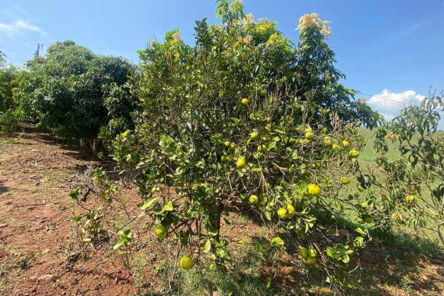 Imagem Fazenda à Venda, 18.000 m² em Limeira - Rio Manso Imagem Fazenda à Venda, 18.000 m² em Limeira - Rio Manso