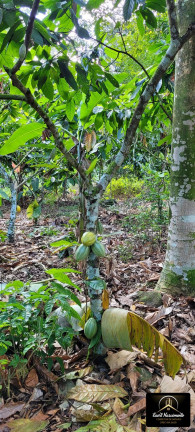 Fazenda à Venda, 8 m² em Zona Rural - Ubaitaba