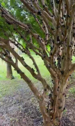 Imagem Chácara com 5 Quartos à Venda, 10 m² em Cachoeirinha - Aragoiânia