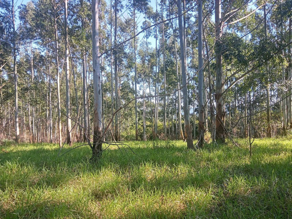 Imagem Chácara à Venda, 29.000 m² em Pimenta - Viamão Imagem Chácara à Venda, 29.000 m² em Pimenta - Viamão