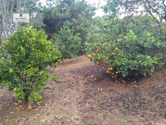 Imagem Chácara com 2 Quartos à Venda, 2.600 m² em Taipas De Pedra - São Roque Imagem Chácara com 2 Quartos à Venda, 2.600 m² em Taipas De Pedra - São Roque