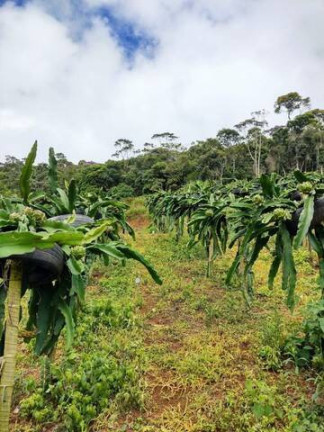 Imagem Chácara com 3 Quartos à Venda, 20 m² em Campo Do Coelho - Nova Friburgo