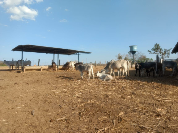 Imagem Imóvel com 3 Quartos à Venda, 1.000 m² em Zona Rural - Baldim
