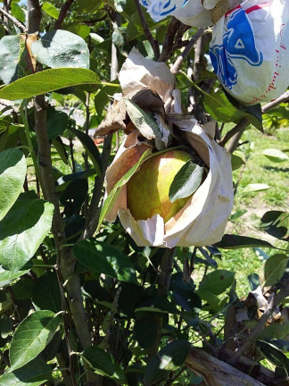 Imagem Chácara com 2 Quartos à Venda, 1 m² em Araçoiaba Da Serra