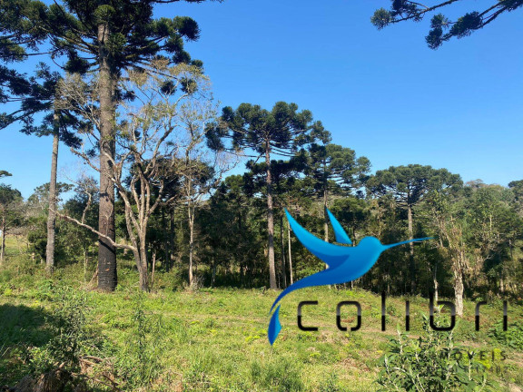 Imagem Terreno à Venda, 5.220 m² em Trigolândia - Piên Imagem Terreno à Venda, 5.220 m² em Trigolândia - Piên