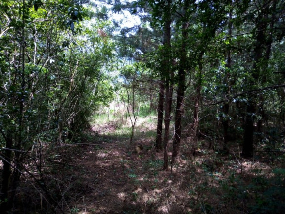 Imagem Terreno à Venda, 6 m² em Linha Temerária - Nova Petrópolis
