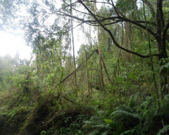 Imagem Terreno à Venda, 190.000 m² em Linha Olinda - Nova Petrópolis Imagem Terreno à Venda, 190.000 m² em Linha Olinda - Nova Petrópolis