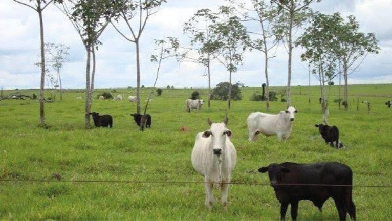 Chácara à Venda, 103.000 m² em Centro - Acorizal