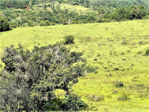Imagem Chácara à Venda, 140.000 m² em Morungava - Gravataí Imagem Chácara à Venda, 140.000 m² em Morungava - Gravataí