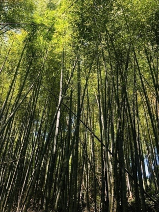 Imagem Terreno em Condomínio à Venda, 250 m² em Altos De Caucaia (caucaia Do Alto) - Cotia Imagem Terreno em Condomínio à Venda, 250 m² em Altos De Caucaia (caucaia Do Alto) - Cotia