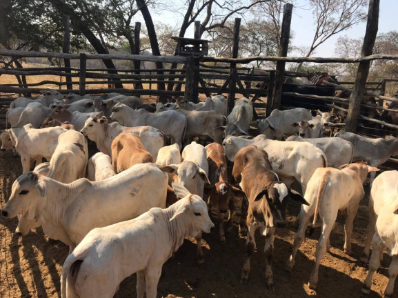 Imagem Fazenda à Venda, 145 m² em Montes Claros Imagem Fazenda à Venda, 145 m² em Montes Claros