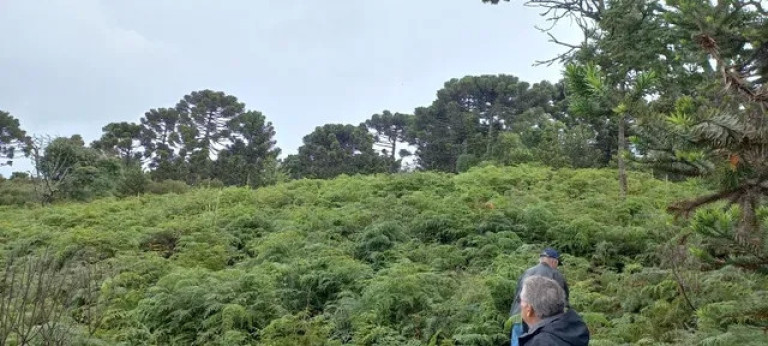Imóvel à Venda, 35.000 m² em Vila Francioni - Sao Joaquim