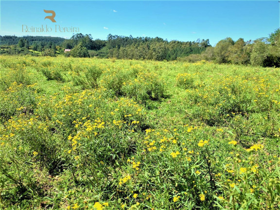 Imagem Chácara à Venda, 5.000 m² em Fiuza - Viamão Imagem Chácara à Venda, 5.000 m² em Fiuza - Viamão