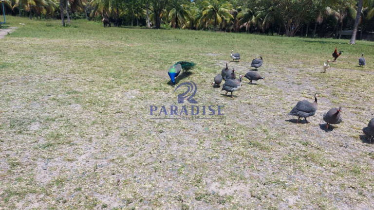 Imagem Fazenda à Venda, 6.800 m² em Monte Gordo (monte Gordo) - Camaçari Imagem Fazenda à Venda, 6.800 m² em Monte Gordo (monte Gordo) - Camaçari