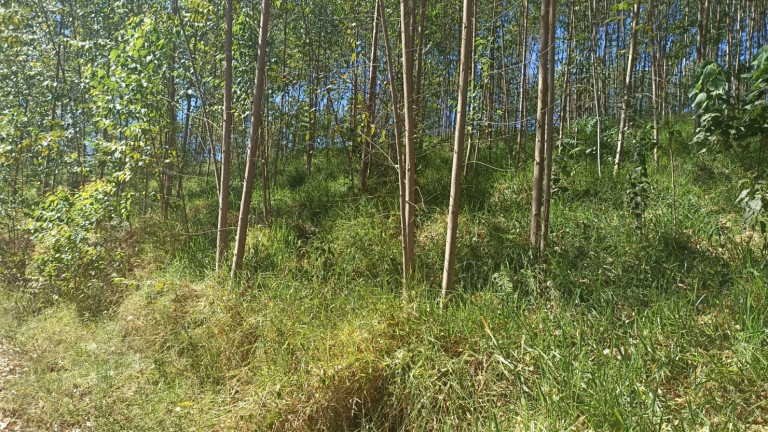 Imagem Chácara com 1 Quarto à Venda, 200 m² em Mirandão - Paraibuna Imagem Chácara com 1 Quarto à Venda, 200 m² em Mirandão - Paraibuna