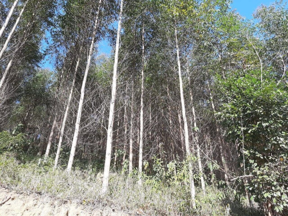 Imagem Fazenda à Venda, 1.100.000 m² em Centro - Paraibuna Imagem Fazenda à Venda, 1.100.000 m² em Centro - Paraibuna