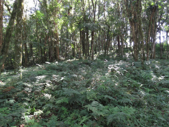 Imagem Terreno à Venda, 36.260 m² em Colonia Murici - São José Dos Pinhais Imagem Terreno à Venda, 36.260 m² em Colonia Murici - São José Dos Pinhais