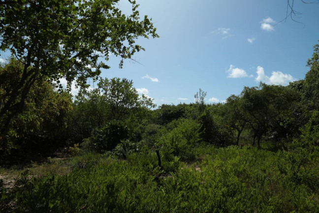 Imagem Terreno à Venda, 19 m² em Barra Do Cunhaú - Canguaretama