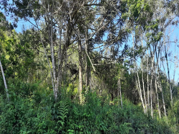 Imagem Terreno à Venda, 3 m² em São Jacó - Nova Petrópolis Imagem Terreno à Venda, 3 m² em São Jacó - Nova Petrópolis