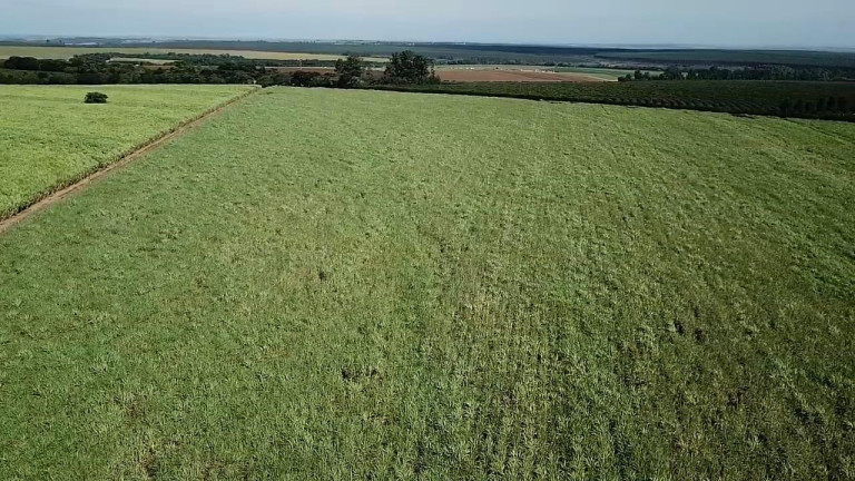 Imagem Fazenda à Venda, 100 m² em Zona Rural - Casa Branca Imagem Fazenda à Venda, 100 m² em Zona Rural - Casa Branca