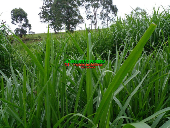 Imagem Chácara à Venda, 14 m² em área Rural De Guaratinguetá - Guaratinguetá Imagem Chácara à Venda, 14 m² em área Rural De Guaratinguetá - Guaratinguetá
