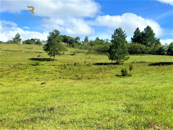 Imagem Chácara à Venda, 140.000 m² em Morungava - Gravataí Imagem Chácara à Venda, 140.000 m² em Morungava - Gravataí