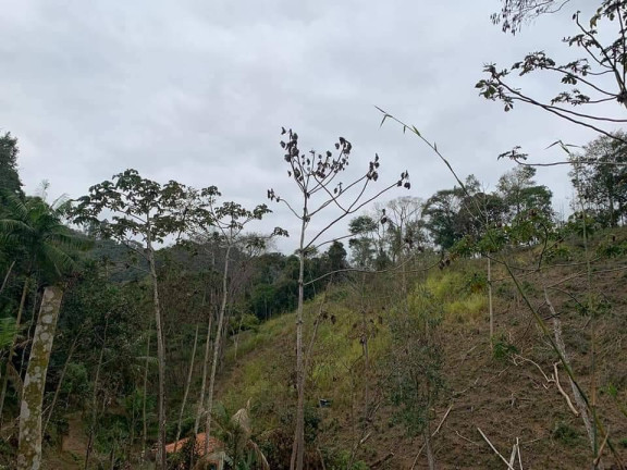 Imagem Chácara com 3 Quartos à Venda, 81 m² em Riograndina - Nova Friburgo