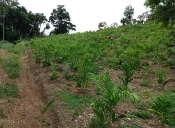 Imagem Fazenda à Venda, 33 m² em Centro - Morretes Imagem Fazenda à Venda, 33 m² em Centro - Morretes