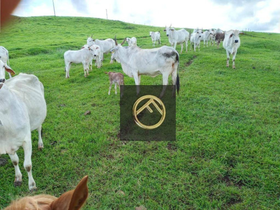 Imagem Fazenda à Venda, 2.928.200 m² em Guampará - Marquinho Imagem Fazenda à Venda, 2.928.200 m² em Guampará - Marquinho