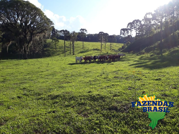 Imagem Imóvel com 1 Quarto à Venda, 100 m² em área Rural De Lages - Ponte Alta Imagem Imóvel com 1 Quarto à Venda, 100 m² em área Rural De Lages - Ponte Alta