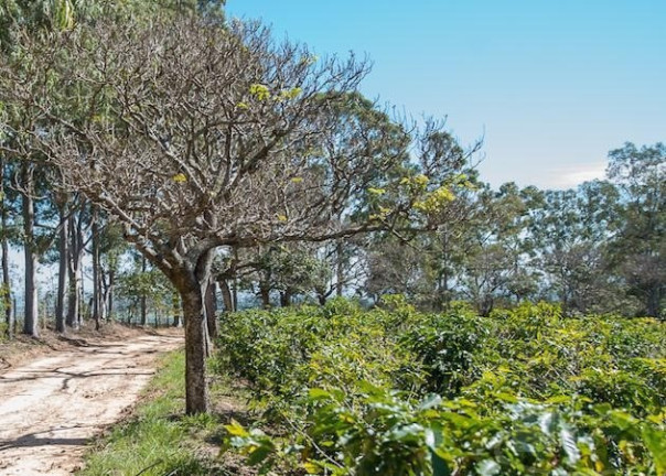 Imagem Imóvel à Venda, 145 m² em área Rural De Mogi Guaçu - Mogi Guaçu Imagem Imóvel à Venda, 145 m² em área Rural De Mogi Guaçu - Mogi Guaçu