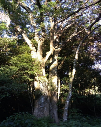 Imagem Imóvel à Venda, em Pinhal Alto - Nova Petrópolis Imagem Imóvel à Venda, em Pinhal Alto - Nova Petrópolis