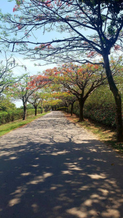 Imagem Terreno em Condomínio à Venda, 1 m² em Parque Dos Resedás - Itupeva Imagem Terreno em Condomínio à Venda, 1 m² em Parque Dos Resedás - Itupeva