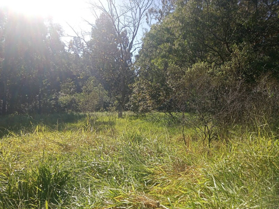 Imagem Chácara à Venda, 29.000 m² em Pimenta - Viamão Imagem Chácara à Venda, 29.000 m² em Pimenta - Viamão