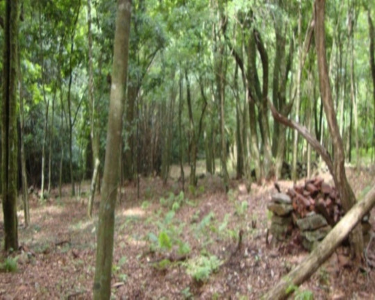 Imagem Terreno à Venda, 6 m² em Fazenda Pirajá - Nova Petrópolis Imagem Terreno à Venda, 6 m² em Fazenda Pirajá - Nova Petrópolis