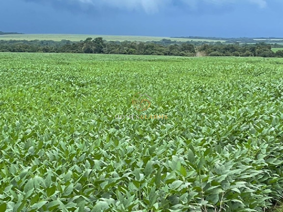 Imagem Imóvel com 12 Quartos à Venda, 12.000 m² em Centro - Tocantins Imagem Imóvel com 12 Quartos à Venda, 12.000 m² em Centro - Tocantins