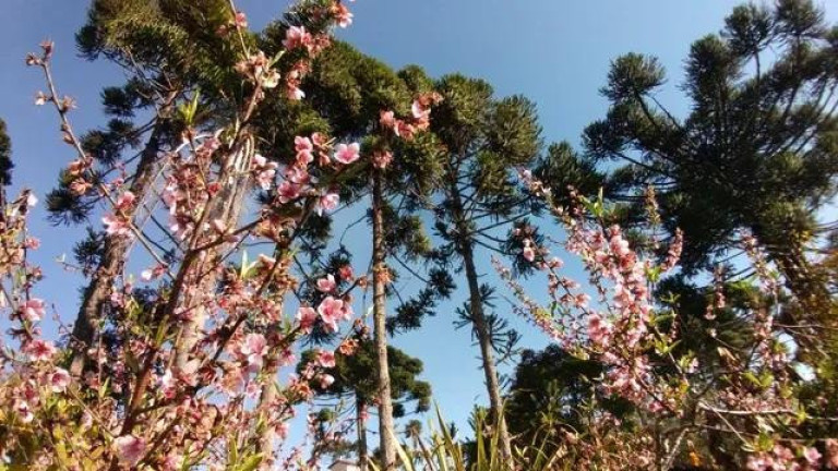 Imagem Imóvel com 7 Quartos à Venda, 32.000 m² em Centro - Tijucas Do Sul