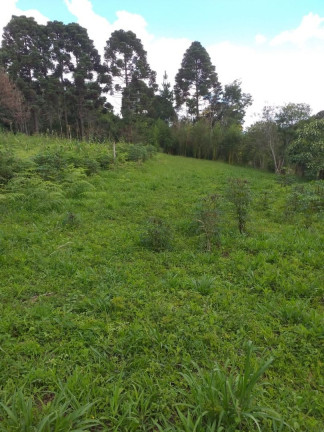 Imagem Fazenda à Venda, em Areia Branca Dos Assis - Mandirituba Imagem Fazenda à Venda, em Areia Branca Dos Assis - Mandirituba