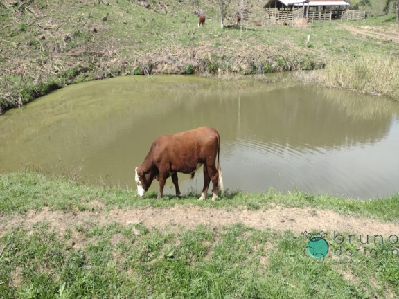 Imagem Imóvel com 3 Quartos à Venda, 250.000 m² em Zona Rural - Bom Retiro