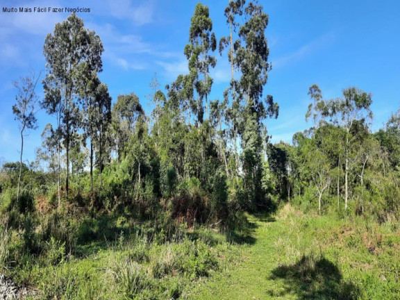 Imagem Terreno à Venda, 1 m² em Br 116 - Nova Petrópolis Imagem Terreno à Venda, 1 m² em Br 116 - Nova Petrópolis