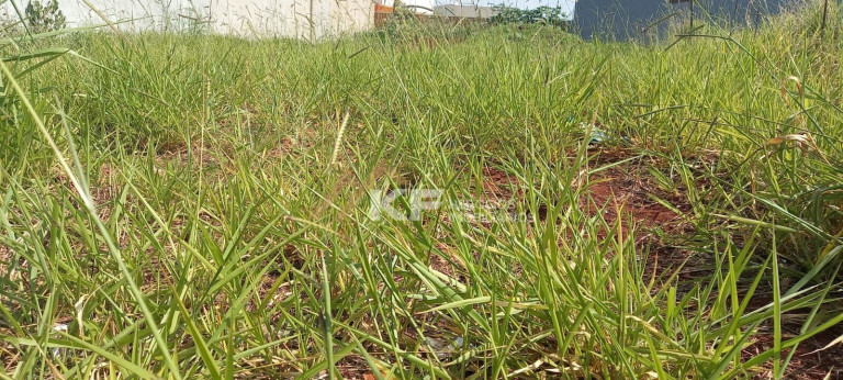 Imagem Terreno à Venda, 266 m² em Centro - Cravinhos Imagem Terreno à Venda, 266 m² em Centro - Cravinhos
