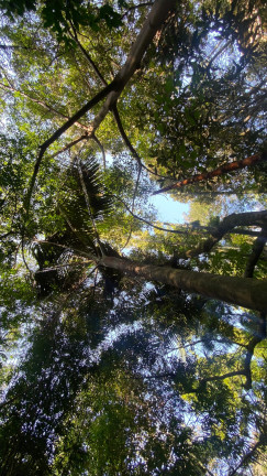 Imagem Terreno à Venda, 1.759 m² em Praia Da Silveira - Garopaba Imagem Terreno à Venda, 1.759 m² em Praia Da Silveira - Garopaba