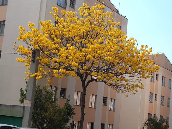 Imagem Apartamento com 2 Quartos à Venda, 64 m² em Jardim Caiapiá - Cotia Imagem Apartamento com 2 Quartos à Venda, 64 m² em Jardim Caiapiá - Cotia