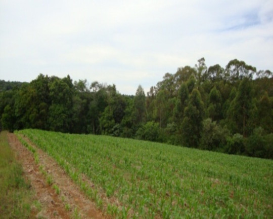 Imagem Terreno à Venda, 12 m² em Linha Imperial - Nova Petrópolis Imagem Terreno à Venda, 12 m² em Linha Imperial - Nova Petrópolis