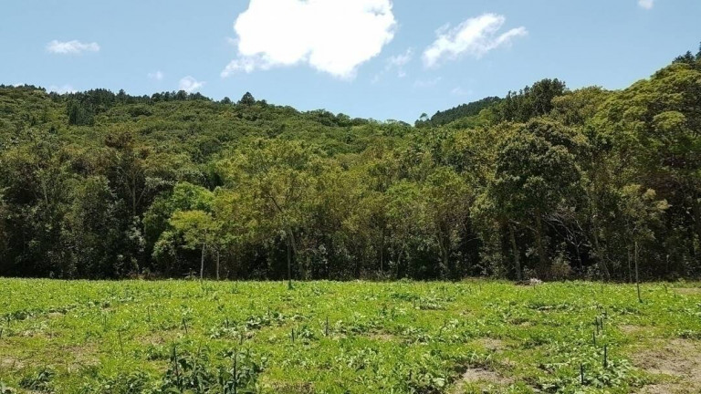 Imagem Fazenda à Venda, 80 m² em São João Do Rio Vermelho - Florianópolis Imagem Fazenda à Venda, 80 m² em São João Do Rio Vermelho - Florianópolis