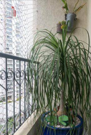 Imagem Apartamento com 3 Quartos à Venda, 60 m² em Imirim - São Paulo Imagem Apartamento com 3 Quartos à Venda, 60 m² em Imirim - São Paulo